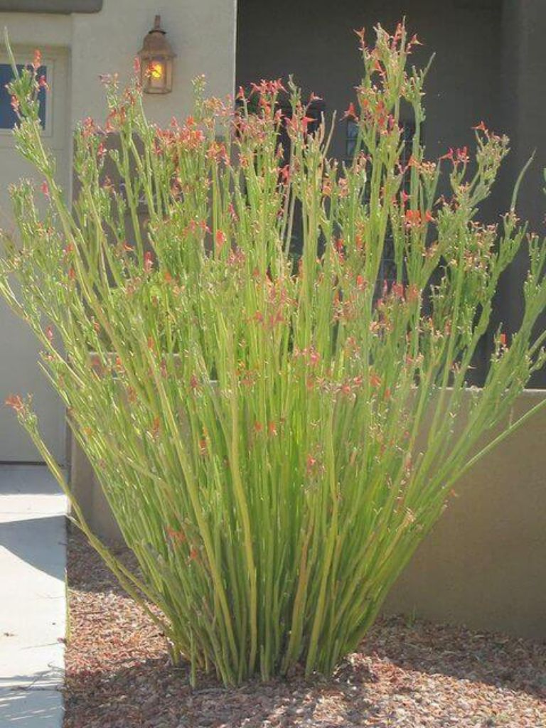 Desert plant with red tubular flowers in xeriscape front yard by house entrance