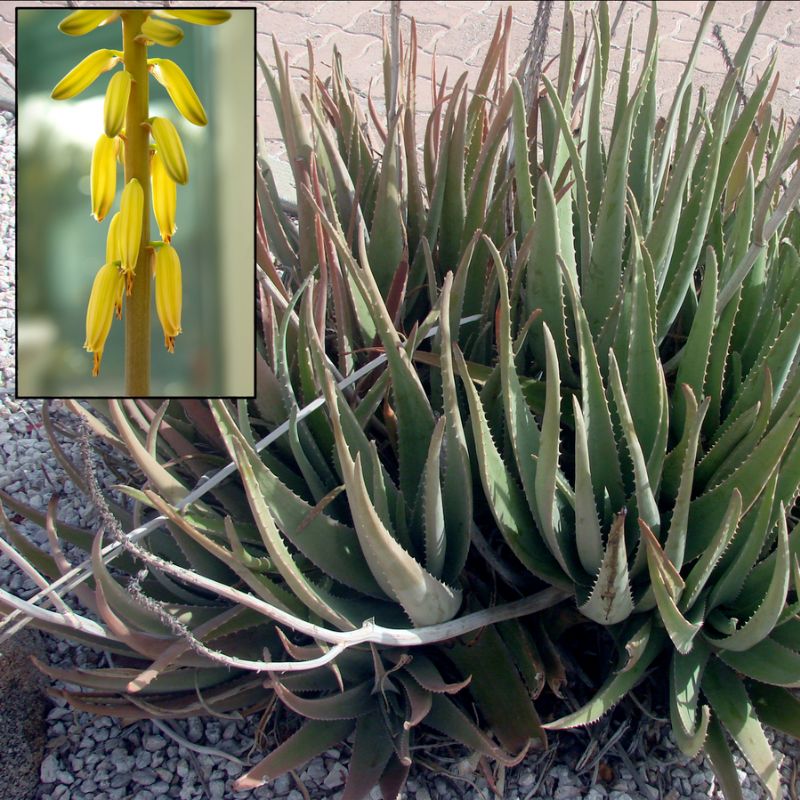 Cluster of aloe succulents with spiky green leaves and inset close-up of tall stalk with tubular yellow flowers