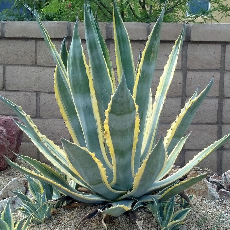 Variegated yellow-edged agave succulent in gravel desert garden with tan block wall backdrop