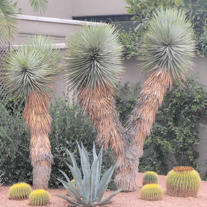 Xeriscape desert garden: three spiky yucca trees, blue agave and golden barrel cacti on gravel
