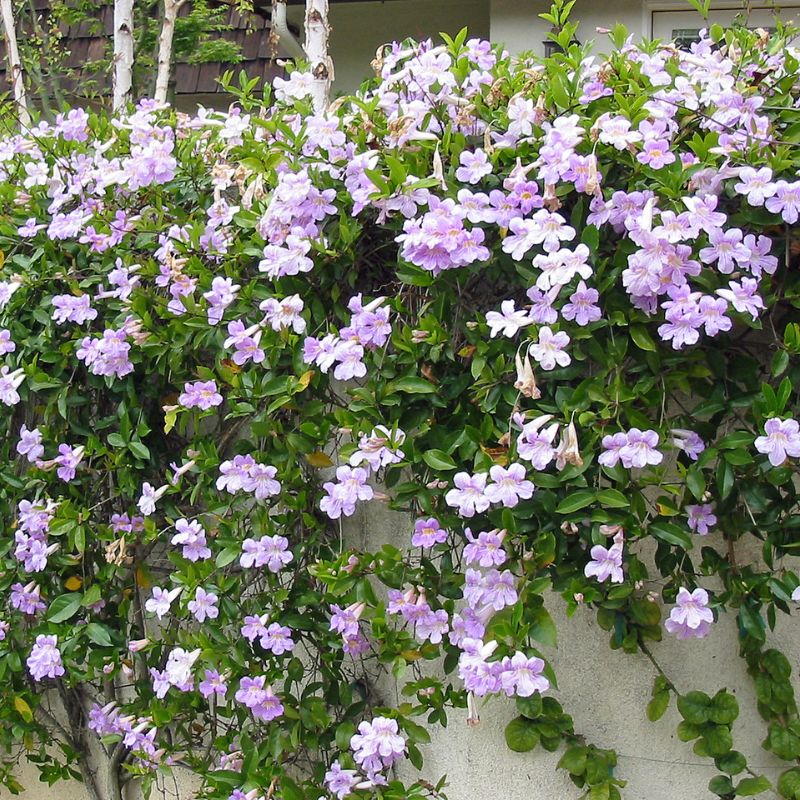 Lavender-pink climbing vine with abundant trumpet-shaped blooms and glossy green foliage cascading over a garden wall