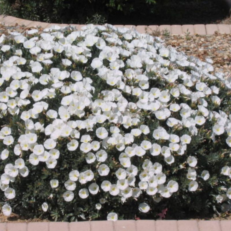Dense bed of white flowers with yellow centers, low-growing groundcover in a sunny landscaped garden bed with brick edging