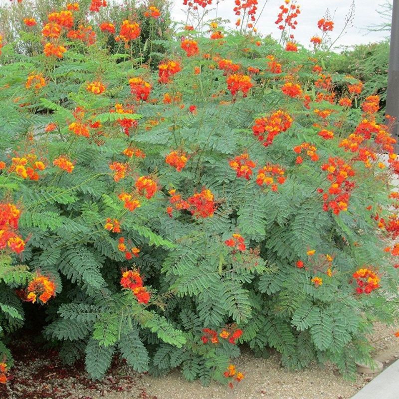 Orange-red flowering shrub with fern-like foliage in a gravel desert garden, vibrant summer landscaping