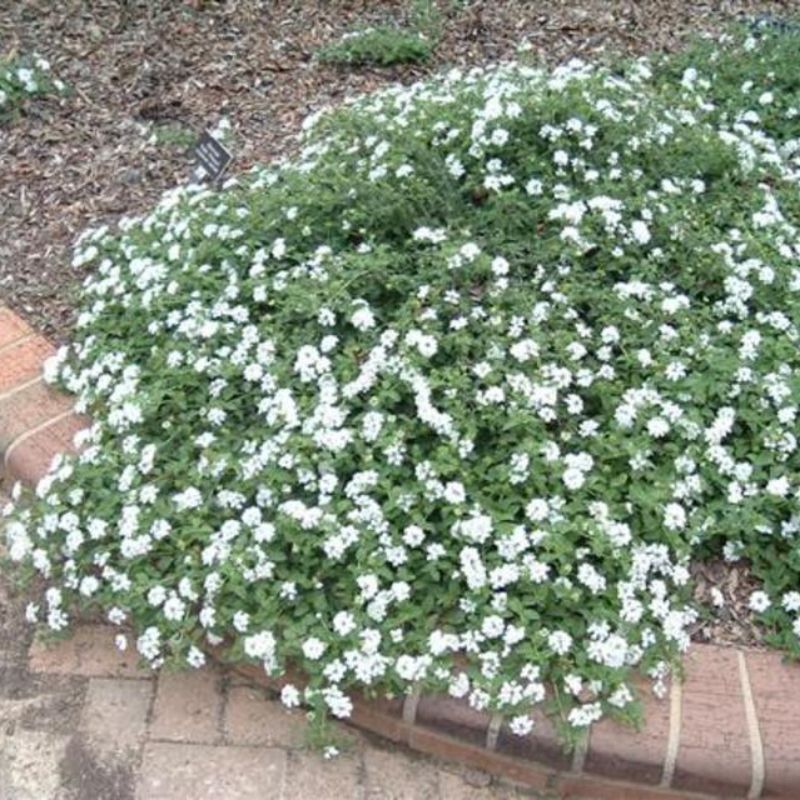 White bacopa groundcover spilling over curved brick garden bed with dense green foliage and small blooms
