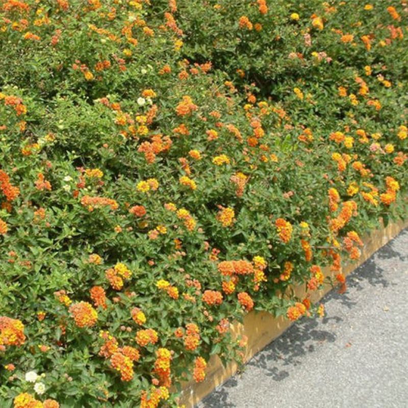 Orange and yellow lantana groundcover in a landscaped curbside flower bed along a sidewalk