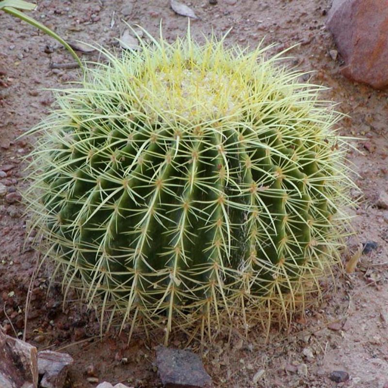 Golden barrel cactus (Echinocactus grusonii) with dense yellow spines on round green body, close-up in sandy desert soil