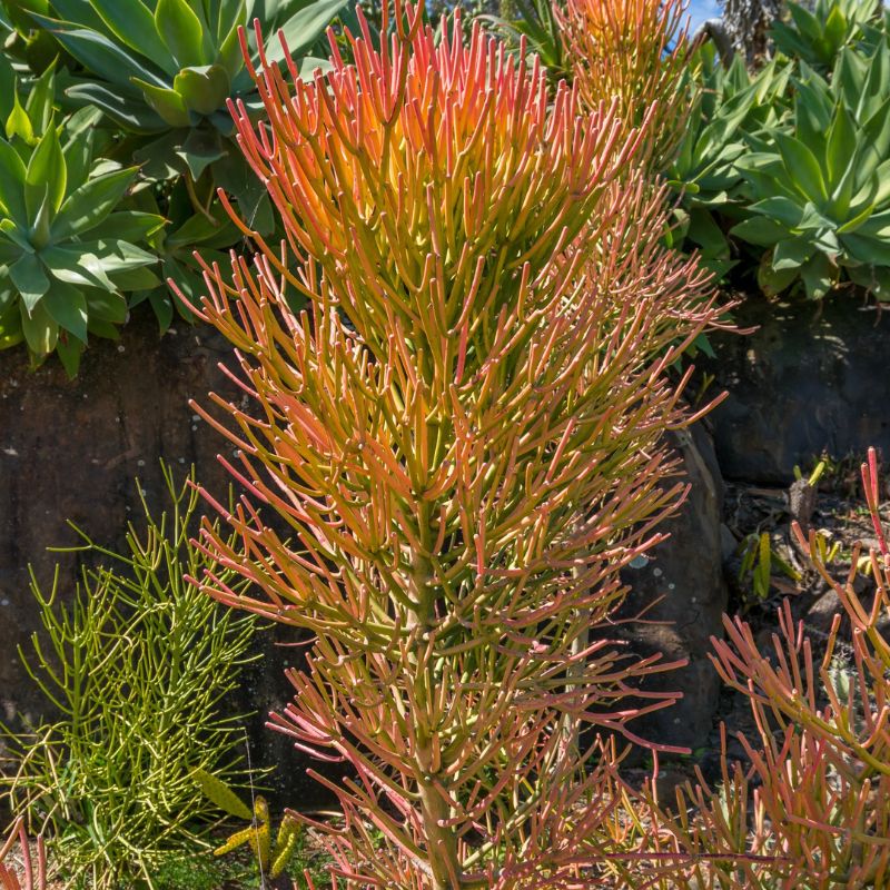 Orange-red pencil cactus (Euphorbia) firestick succulent with dense branching in a sunlit rock garden