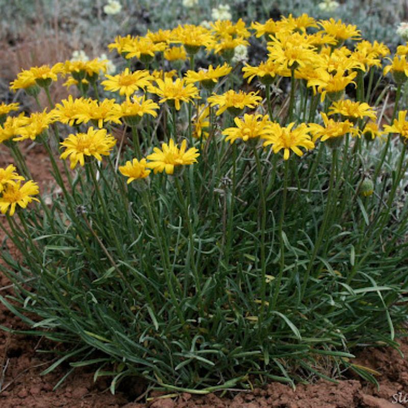 Yellow wildflower cluster, bright daisy-like blooms with slender green stems in dry garden soil