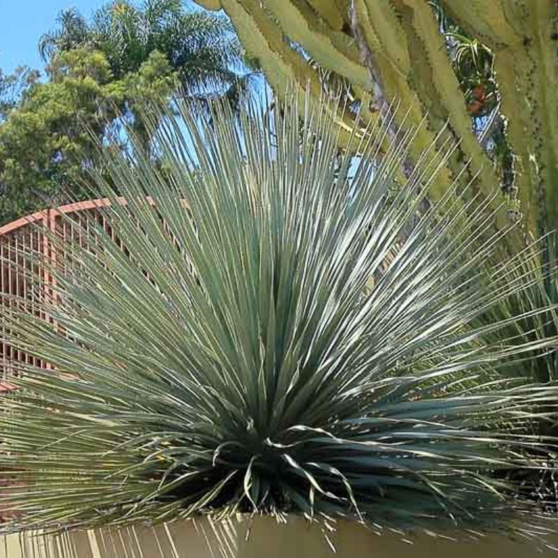 Large spiky blue-green desert plant (agave/yucca) in a planter with cactus and palm backdrop, sunny garden