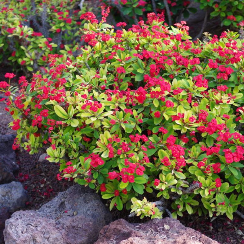 Red-flowering succulent groundcover with bright green leaves spilling over volcanic rocks, close-up landscaping photo