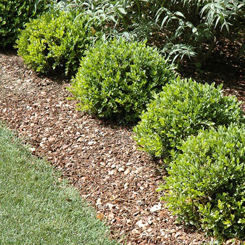 Boxwood shrubs in a mulched garden bed, neatly trimmed for clean lawn edging and decorative landscape border