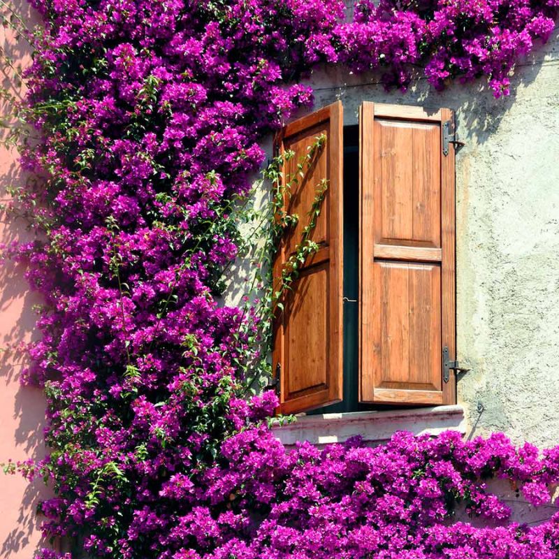Rustic wooden window with shutters framed by vibrant purple bougainvillea vines on a stucco wall