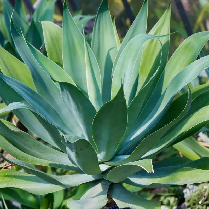 Agave succulent rosette - blue-green broad fleshy leaves, close-up in sunlit garden