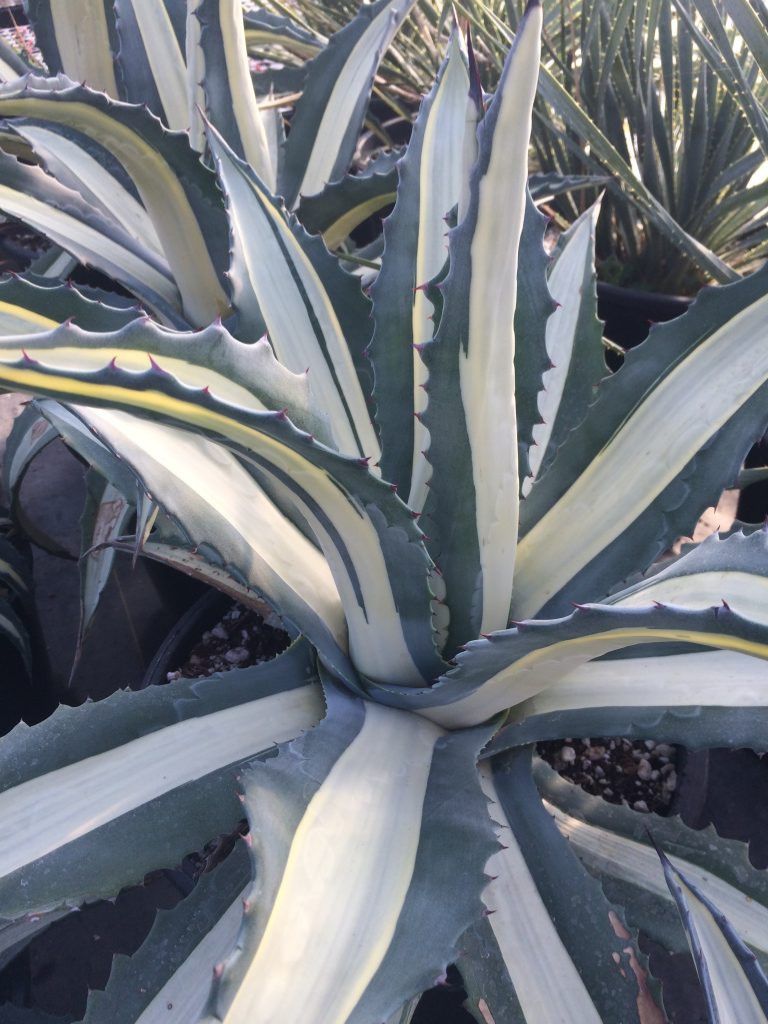 Variegated agave succulent close-up — green and cream-striped spiky leaves, desert ornamental plant